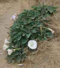 Datura wrightii Plant